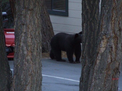 I would advise you not to get this close to a bear!  On two, separate occasions he charged at me full speed!  This picture is right after his first charge (where he jumped a fence!)