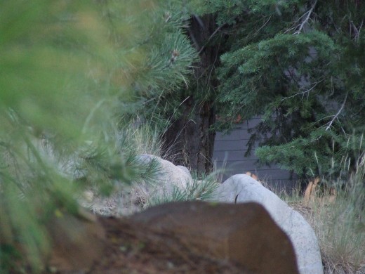 Can't see the bear in this photo?  Of course you can't because I WAS RUNNING FROM HIM!