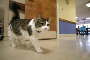 In this July 23, 2007 file photo, Oscar, a hospice cat with an uncanny knack for predicting when nursing home patients are going to die, walks past an activity room at the Steere House Nursing and Rehabilitation Center in Providence, R.I. Dr. David D