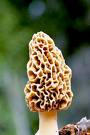 morel mushroom