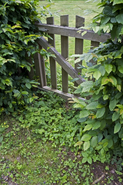 Wooden Gates look beautiful and natural surrounded by the foliage of your garden.