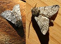 the adult moths of the processionary caterpillars