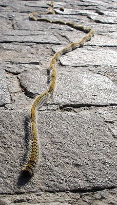 a [[procession of caterpillars