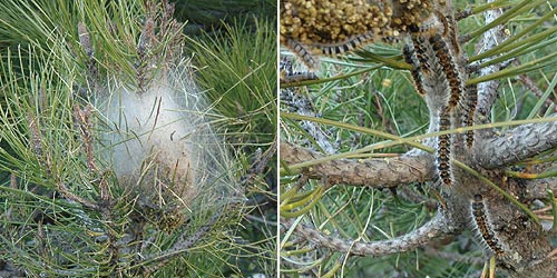 typical processionary caterpillar nest in pine tree