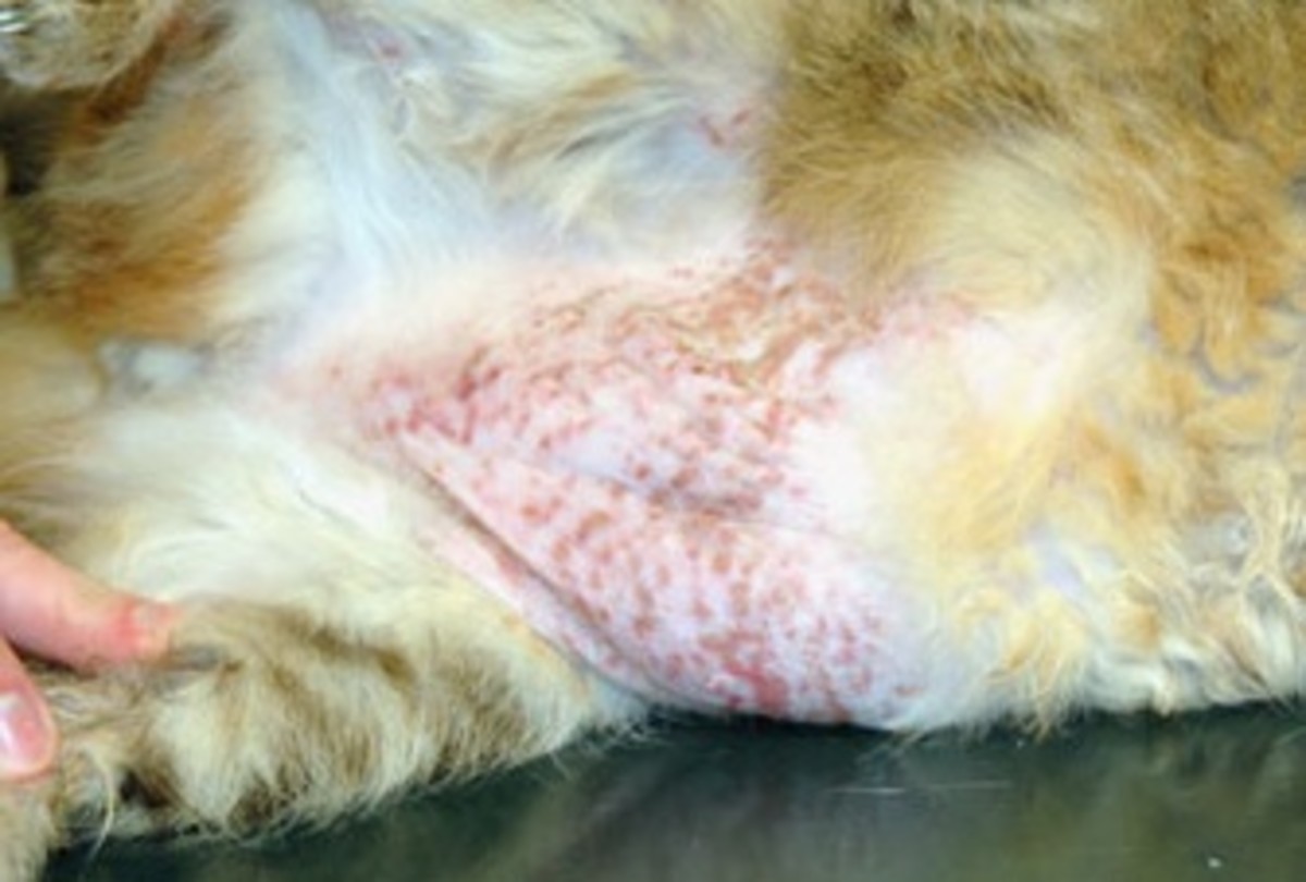 Common Cat Skin Problems Signs and Treatment HubPages