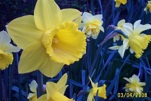 The Dafodil is also known as the lent lily, as it flowers at the time of lent.