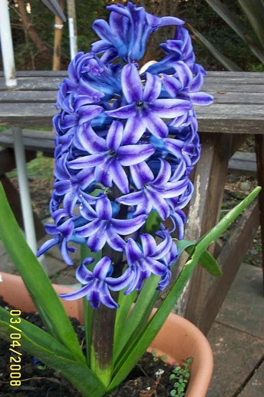 For the best smelling hyacinths grow blue ones