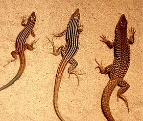 Whiptail lizards