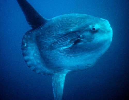 Large Ocean Sunfish
