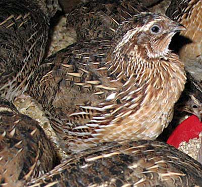 Male quail http://farmingfriends.com/