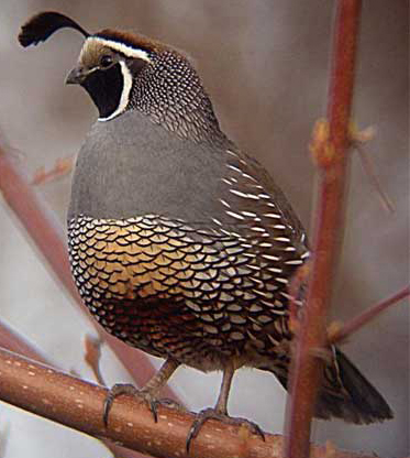 Quail-California State Bird