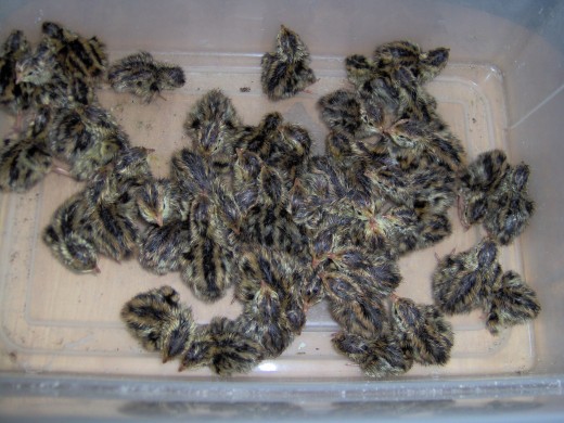 Newly-hatched quails http://www.goldendovegallery.org/