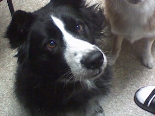 This is Simon, my border collie. I also have a caramel and white border collie named Karma.