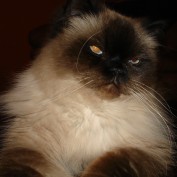 dominica profile image