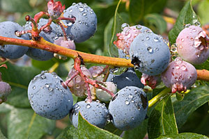Photo at Bowerman Blueberries #1 Simply -blueberries.com