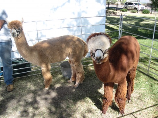 Two Alpaca Llamas from the Desert Mountain Alpaca Ranch LLC