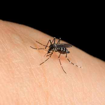 Asian Tiger Mosquito - Carrier of the West Nile Virus