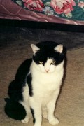 Cat Behavior Problems (Alexander's Story)