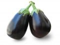 Resources for Understanding GMO Issues and BT Brinjal