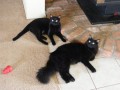 Accessories and Supplies for First Time Kitten Owners
