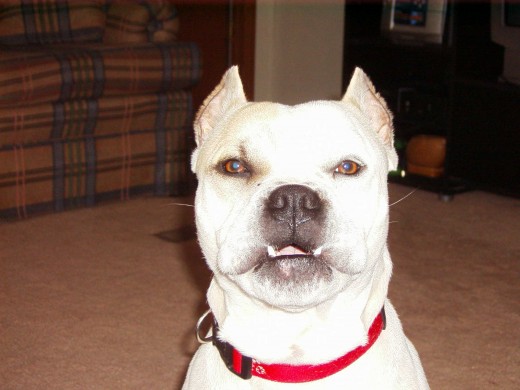 He really isn't as mean as he looks here!