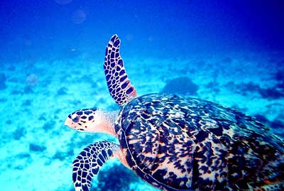 Creative Commons: http://www.rcs.k12.va.us/tech/Turtle2_sm.jpg