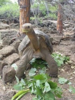 Information About The Most Endangered Tortoise And Turtle Species