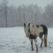 horsecrazyheidi profile image