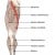 Diagram of muscles in the leg with the longest muscle in red - the sartorius