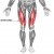 Diagram of muscles in the leg with the largest muscle in red - the quadriceps