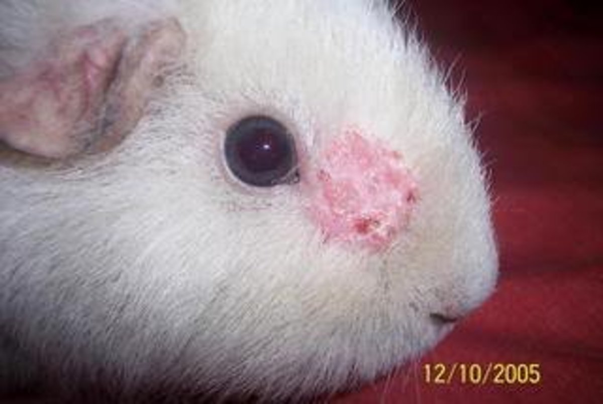 Sick Hamsters Signs of Fungal Infections and Treatments PetHelpful
