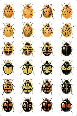 some of the different colours of the harlequin ladybird