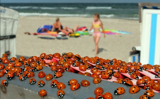 Ladybirds ar a beach in Germany