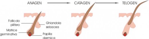 The hair growth cycle is important to understanding thinning hair