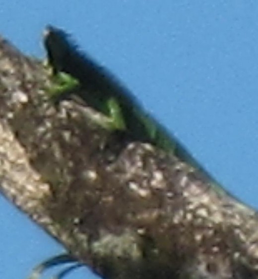 An iguana in the wild