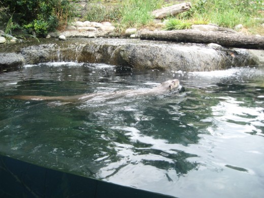 Sea Otter surfacing at Seattle's Woodland Park Zoo