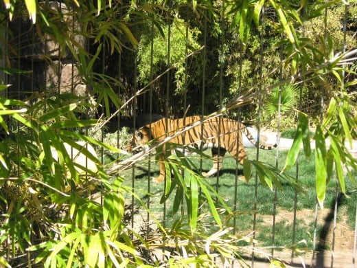 Tiger on prowl in its cage in Tucson's Reid Park Zoo