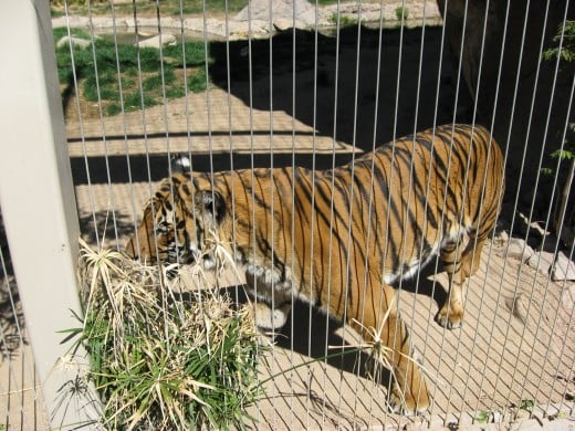 Tiger viewing visitors in Tucson's Reid Park Zoo