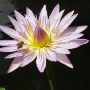 Kheng profile image