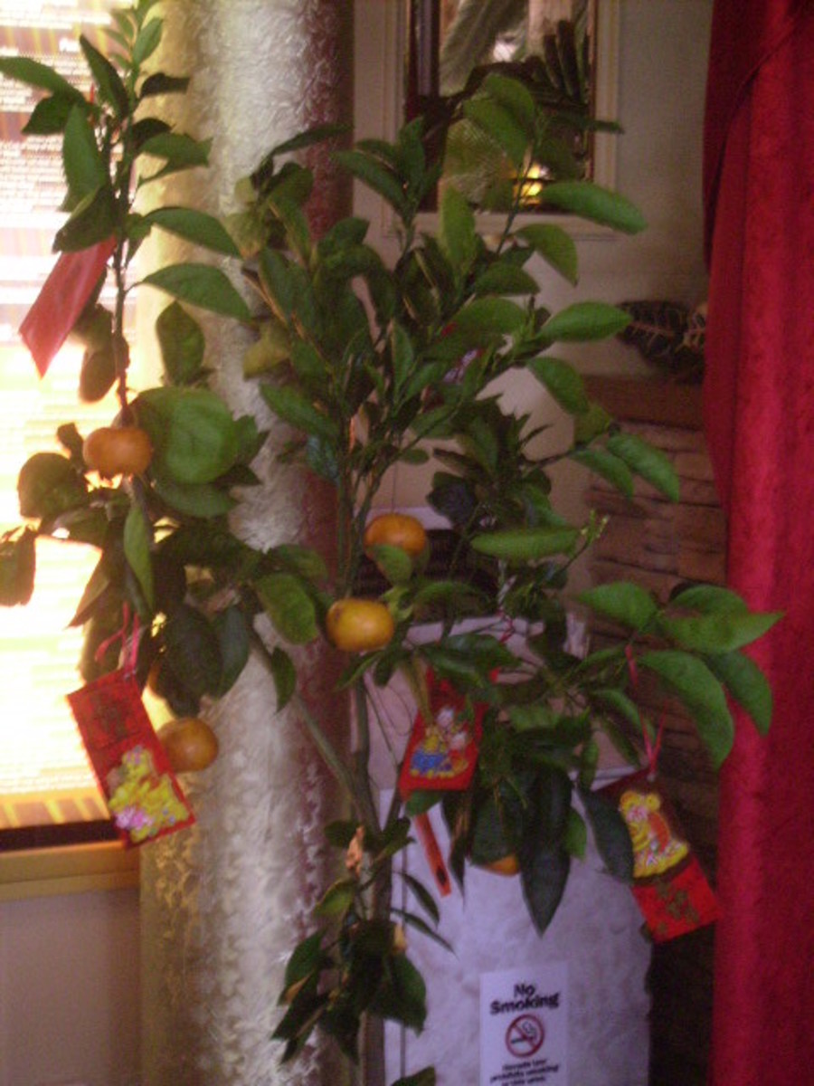 Orange tree with oranges - traditional Chinese New Year Fruit and red Lai See envelopes for gifts of money.