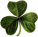 The traditional icon of the shamrock stems from the Irish tale that tales how Patrick used it to explain the trinity. He used it in his sermons to explain how the the Father, the Son, and the Holy Spirit all exist as separate elements of the same ent