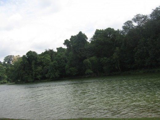 MacRitchie Singapore