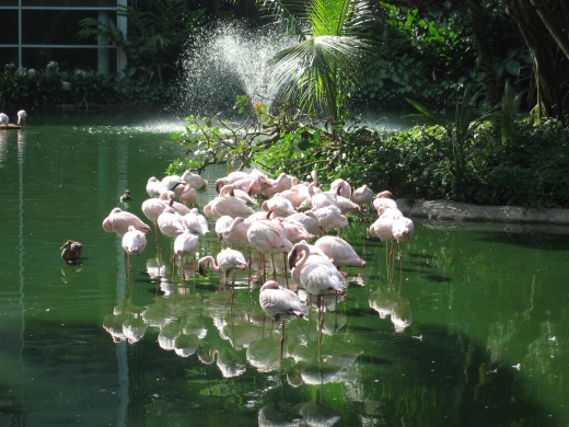 Jurong Bird Park