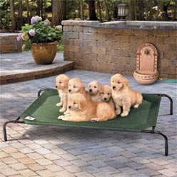 Coolaroo Off the Ground Outdoor Dog Bed