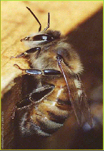 see the small insect....Honey bee