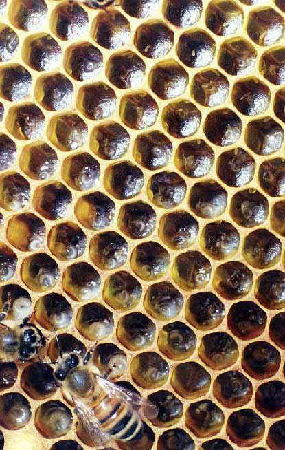 Beautiful Honey Comb