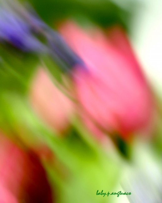 Abstract Rose