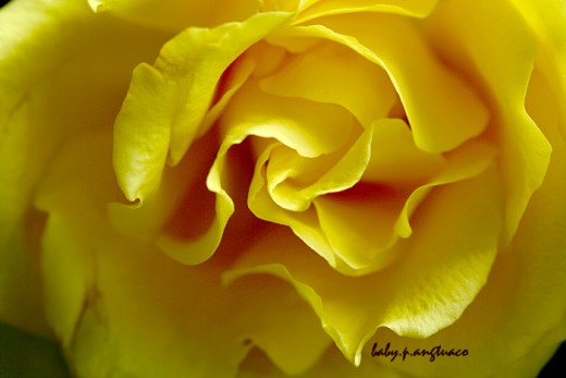 yellow rose, the original photo