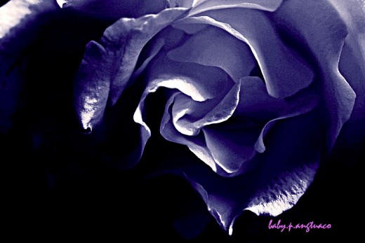 manipulated black rose