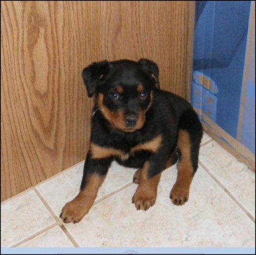 Dog Training Basic Commands All Dogs Should Know PetHelpful